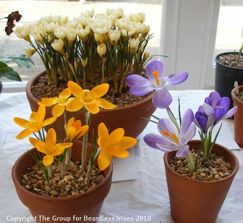 06 Crocus cvs 